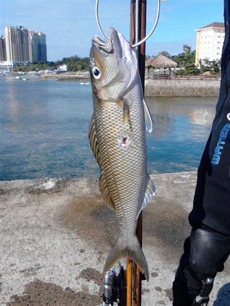 Jobfish (Maya Maya) – Fishing The Philippines.